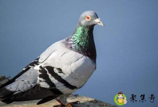 详细阅读:信鸽几个月大开始训放 信鸽几个月大开始训放