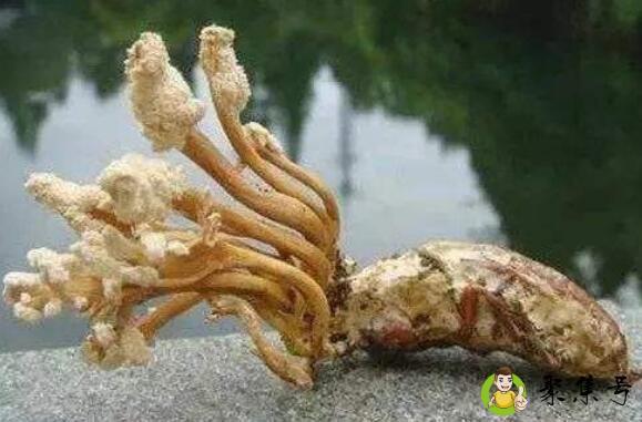 详细阅读:金蝉花是什么 金蝉花是什么