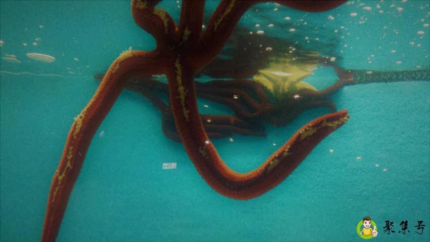 详细阅读:海猪能吃吗 海猪能吃吗