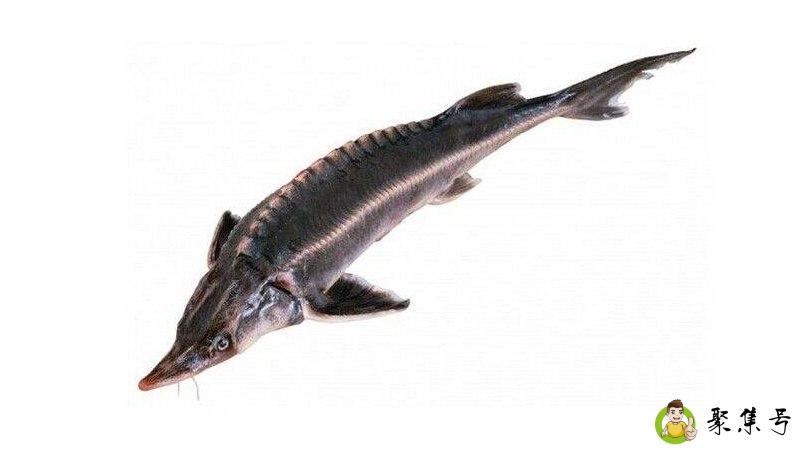 详细阅读:野生中华鲟灭绝了吗 野生中华鲟灭绝了吗