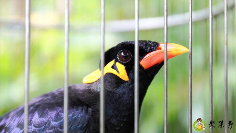 详细阅读:鹩哥吃什么 鹩哥吃什么