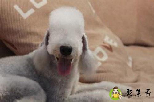 详细阅读:梗犬是什么意思 梗犬是什么意思