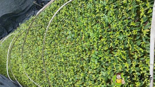 详细阅读:肉桂是红茶还是绿茶 肉桂是红茶还是绿茶