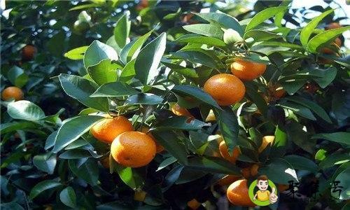 沙糖桔常温下保鲜多久