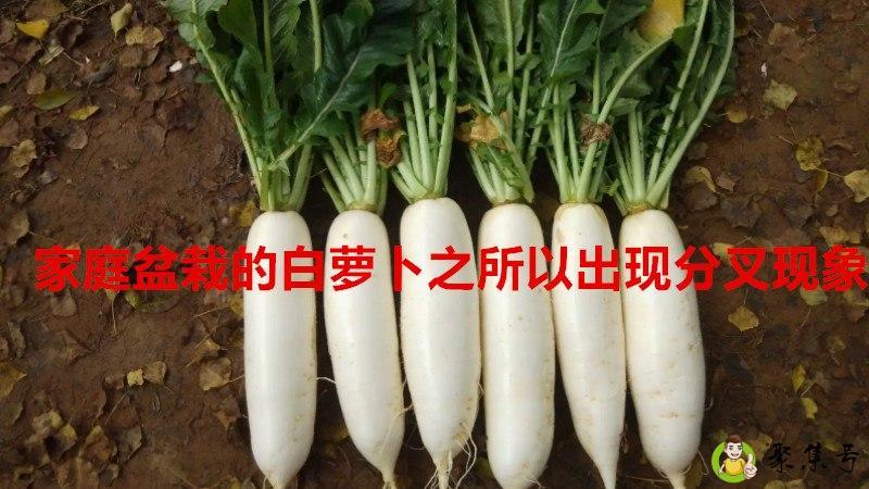详细阅读:家庭盆栽的白萝卜之所以出现分叉现象 家庭盆栽的白萝卜之所以出现分叉现象