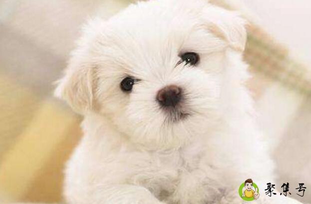 详细阅读:狗吃驱虫药过量的现象 狗吃驱虫药过量的现象