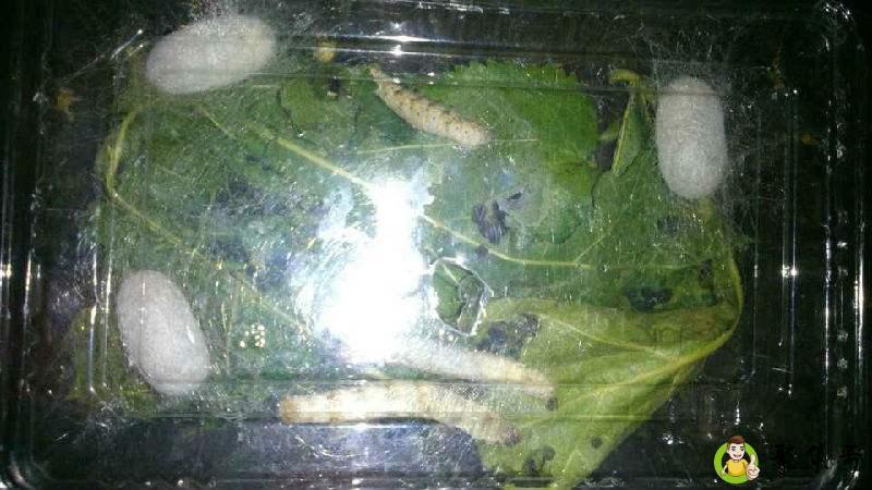 详细阅读:怎样晒桑叶 怎样晒桑叶