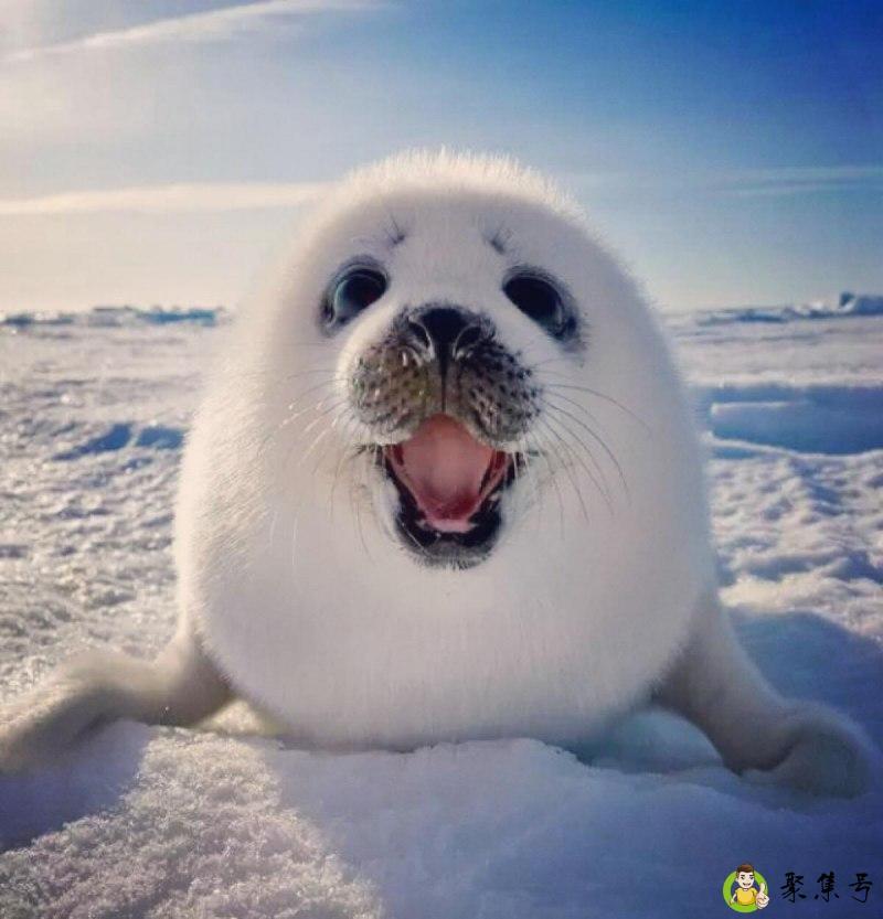 海豹吃人吗