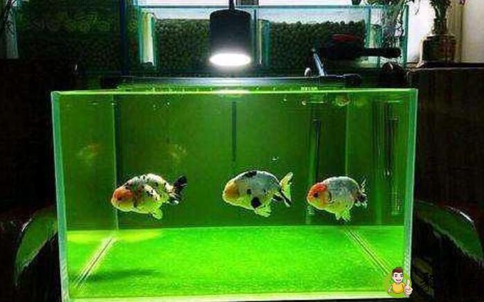 详细阅读:石绿在鱼缸中起到什么效果 石绿在鱼缸中起到什么效果