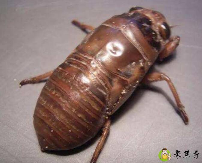 爬叉的学名是什么