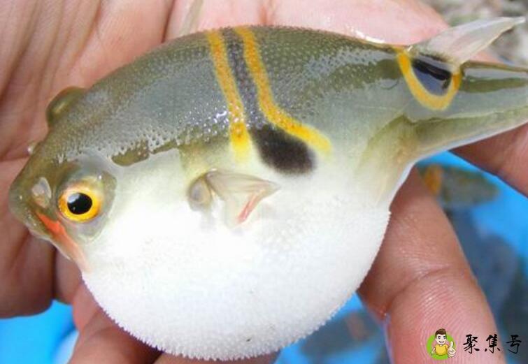 河豚的皮有刺怎么吃