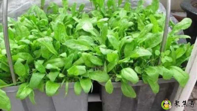 菠菜耐寒多少度