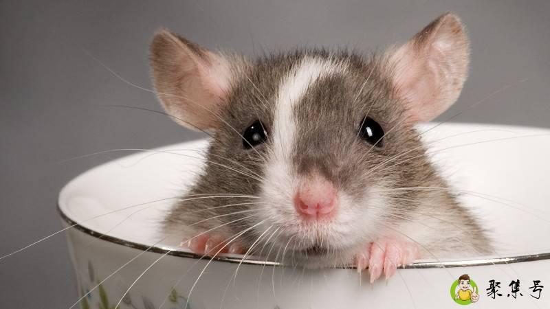 自古英雄天作弄是什么生肖