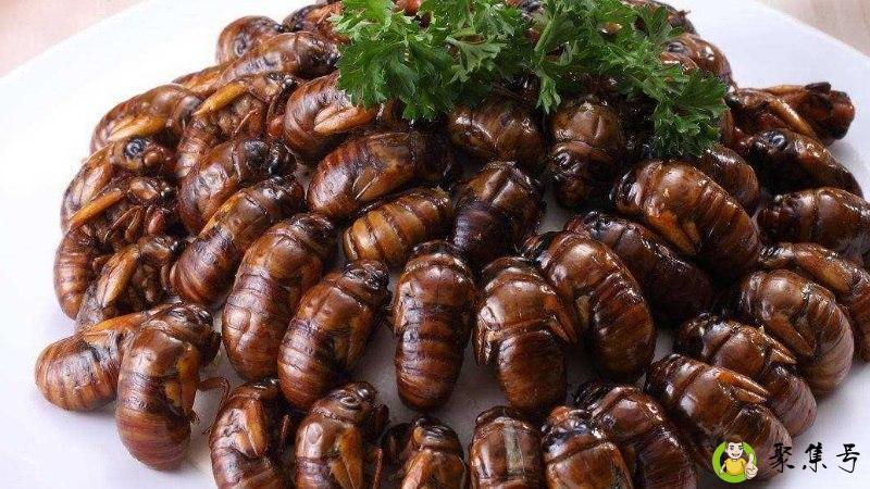 金蝉什么时候出来