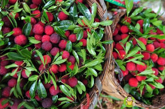 武鸣杨梅园在哪里