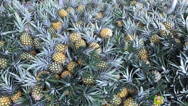 金菠萝是凤梨吗