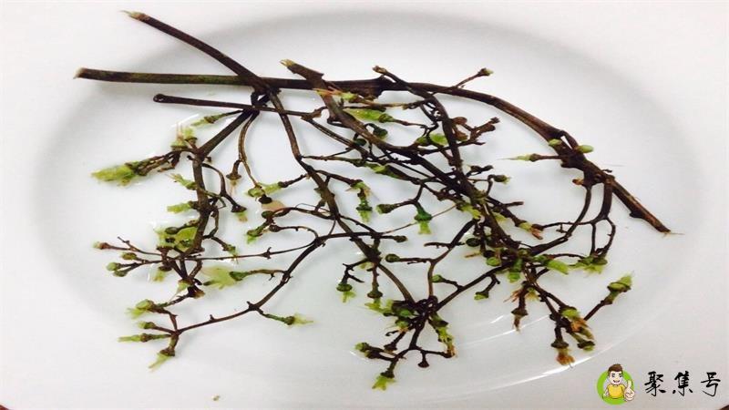 葡萄枝是什么垃圾