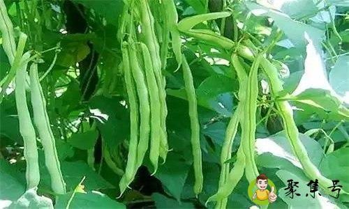 泡沫箱可以种蔬菜吗