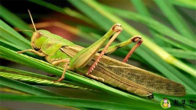 蝗虫怕什么植物