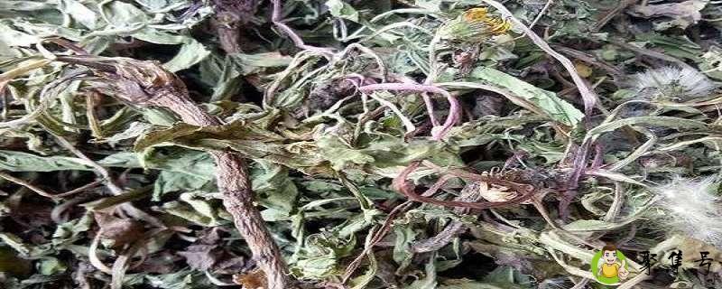 蒲公英怎么晒干做成茶
