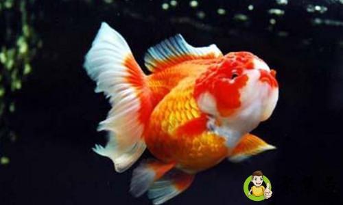 泰狮和国狮的区别