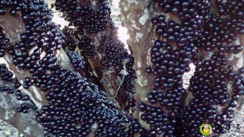 嘉宝果是什么味道