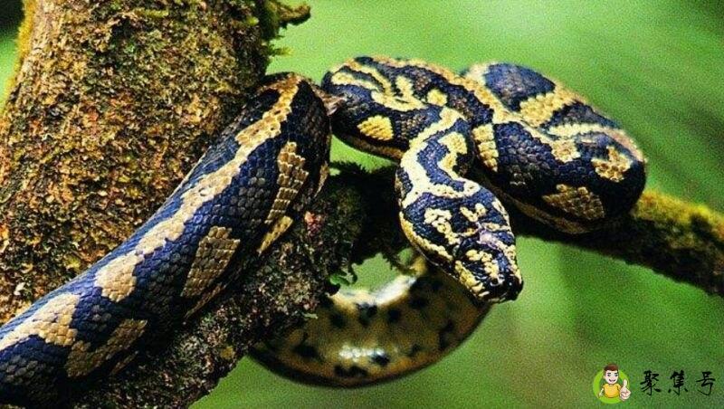 聋哑人什么生肖