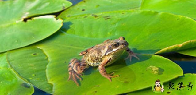 青蛙成长六个过程