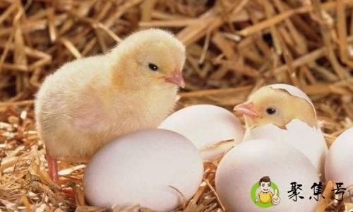 如何用电饭锅孵化小鸡