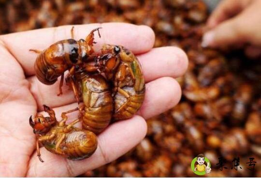 金蝉是野生保护动物吗