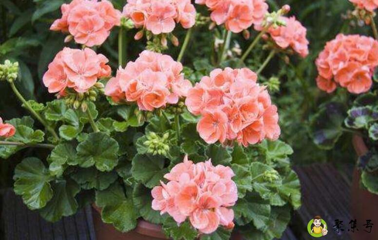 扶桑花耐寒多少度