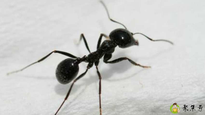 蚂蚁的种类有哪些