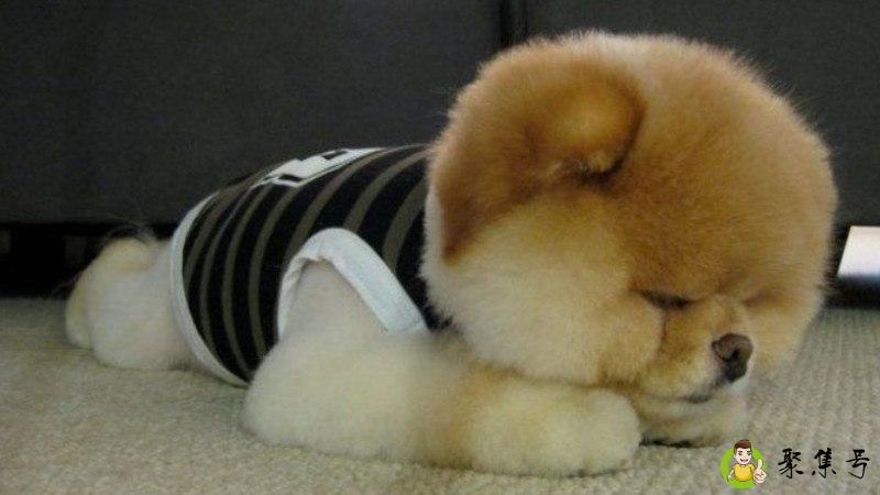 942464中文是什么意思