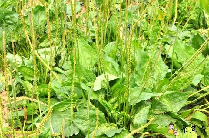 车前草和车前子的区别