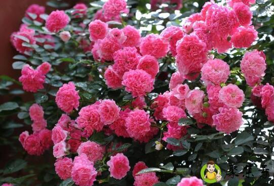 蔷薇耐寒到多少度