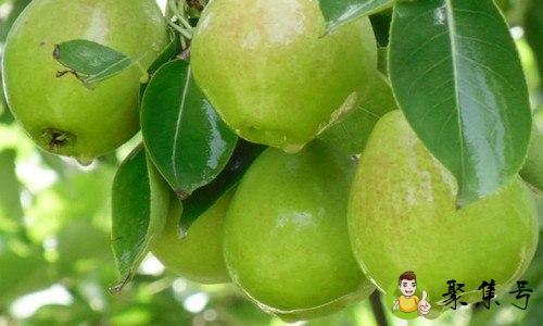 香梨常温下能保存多久