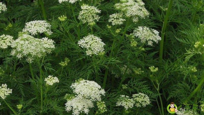 野胡萝卜和蛇床子区别