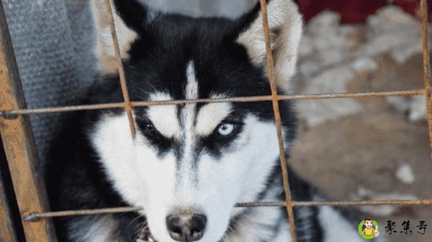 哈士奇寿命一般多少年