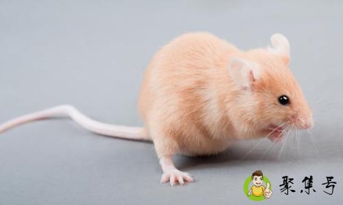 老鼠一晚全灭光灭鼠有妙招吗