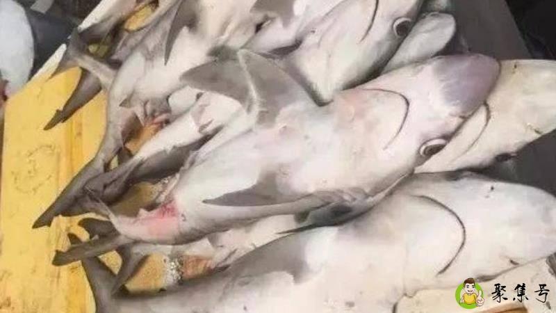 鲨鱼肉为什么不能吃