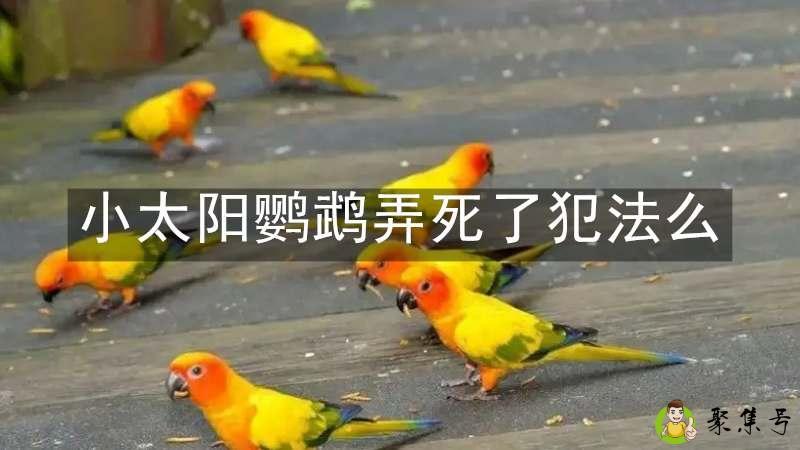 小太阳鹦鹉弄死了犯法么