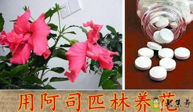 维生素c和阿司匹林能同时浇花吗