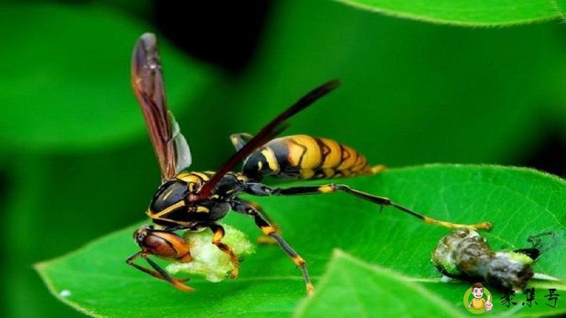 钻木头的黑蜂叫什么蜂