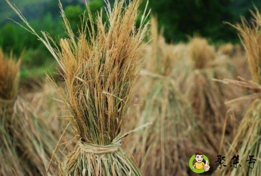 禾秆草是什么