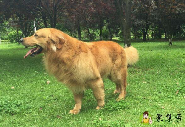 金毛体型标准是多少