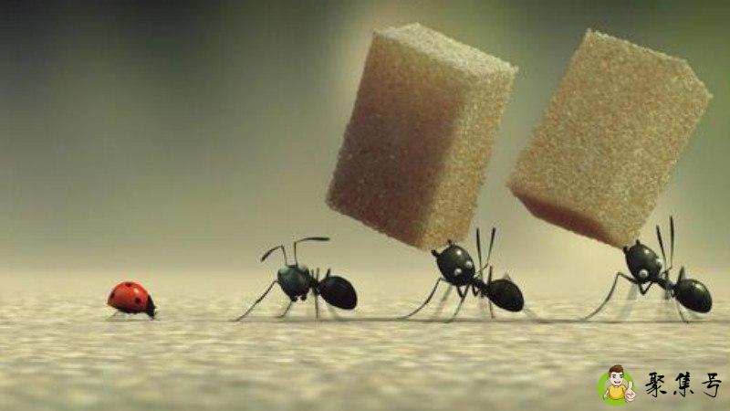 蚂蚁晚上会出来活动吗