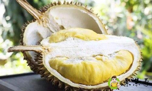 详细阅读:长柄榴莲是猫山王的吗 长柄榴莲是猫山王的吗