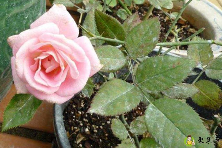 详细阅读:玫瑰花长蜘蛛网怎么办 玫瑰花长蜘蛛网怎么办