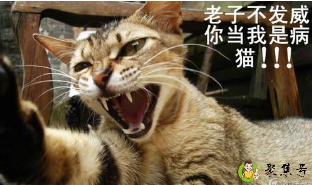 详细阅读:老虎不发威你当我是病猫是什么意思 老虎不发威你当我是病猫是什么意思