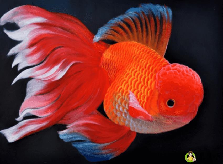 详细阅读:金鱼寿命有多长 金鱼寿命有多长